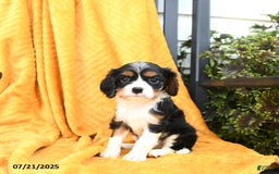 Cavalier King Charles Spaniel dogs for sale: Ginger - Image 3