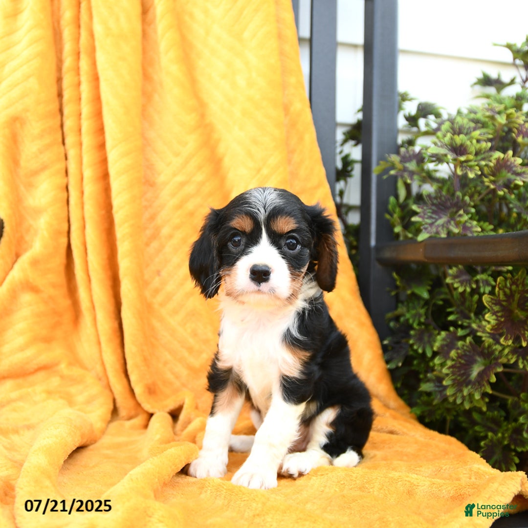 Cavalier King Charles Spaniel dogs for sale: Ginger - Image 3
