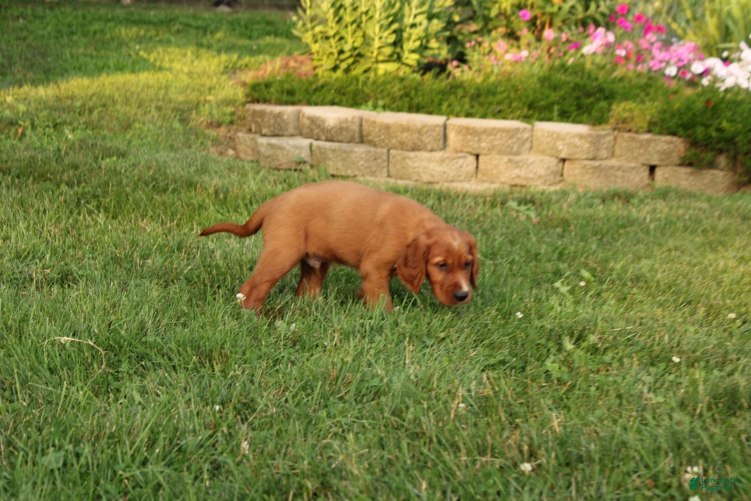 Irish Setter dogs for sale: Flash - Image 5