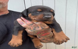 Doberman Pinscher dogs for sale: Male Puppy - Image 2