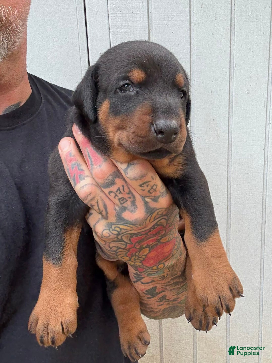 Doberman Pinscher dogs for sale: Male Puppy - Image 2