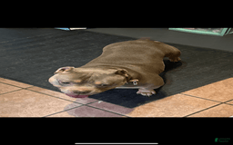 American Bully dogs for sale: EJ - Image 4
