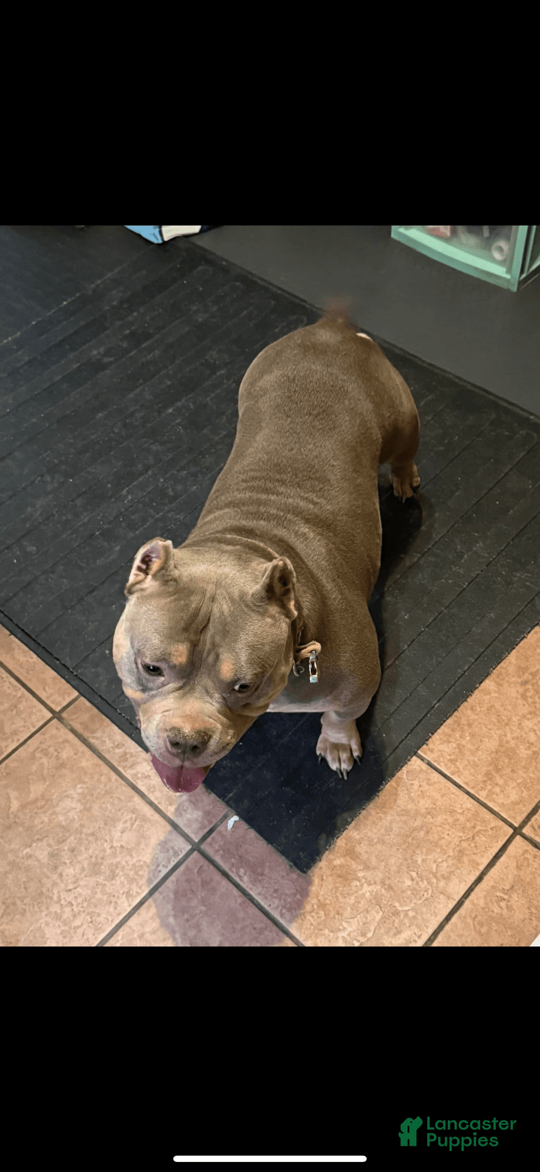 American Bully dogs for sale: EJ - Image 4