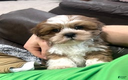Lhasa Apso dogs for sale: Teddy - Image 3