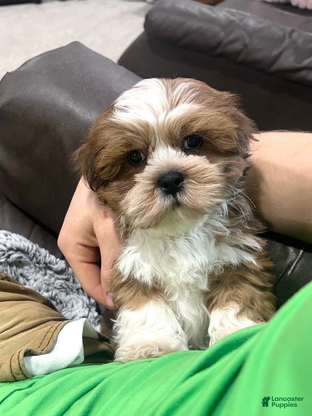 Lhasa Apso dogs for sale: Teddy - Image 3
