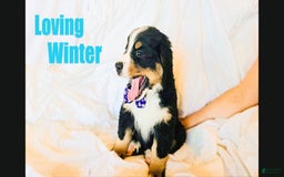 Bernese Mountain Dog dogs for sale: Winter - Image 2