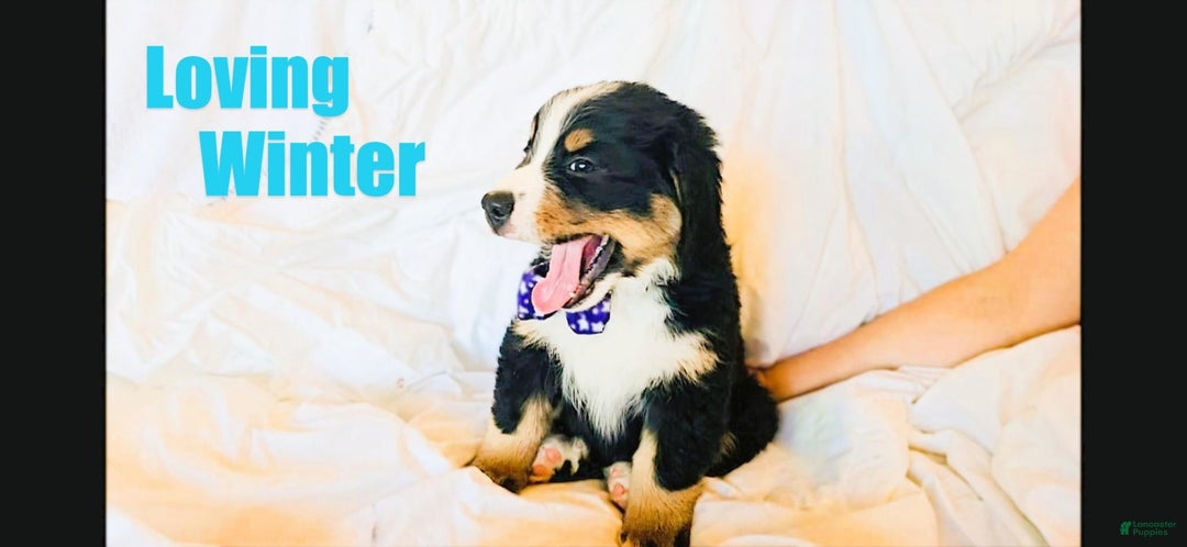 Bernese Mountain Dog dogs for sale: Winter - Image 2