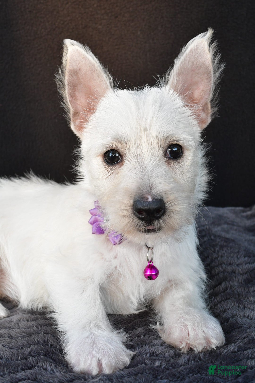 West Highland Terrier dogs for sale: Ollie - Image 6