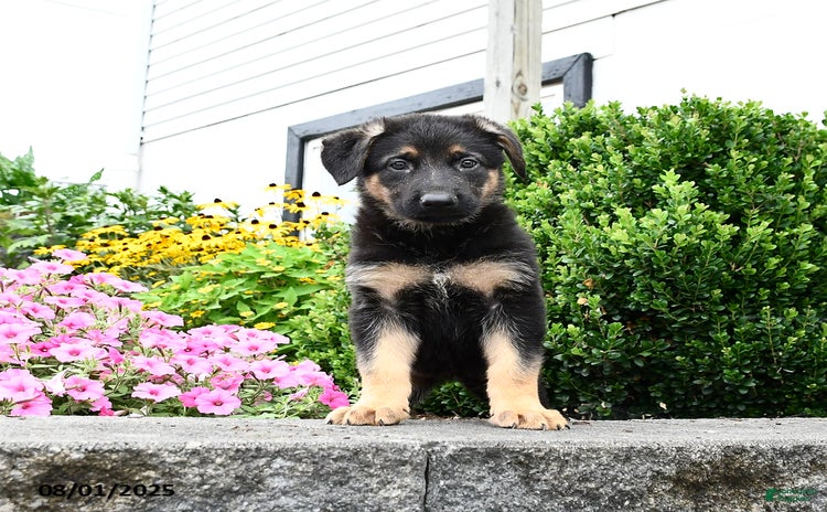 German Shepherd dogs for sale - Ad 4