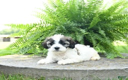 Cavachon dogs for sale: Olivia - Image 2