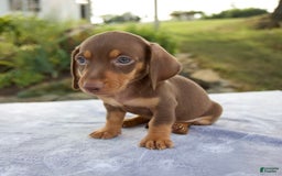 Miniature Dachshund dogs for sale: Frisco - Image 6