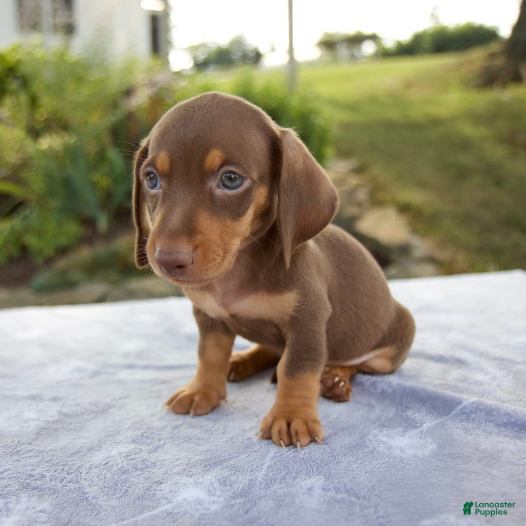 Miniature Dachshund dogs for sale: Frisco - Image 6