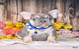 French Bulldog dogs for sale: French Bulldog 3 puppies - Image 11
