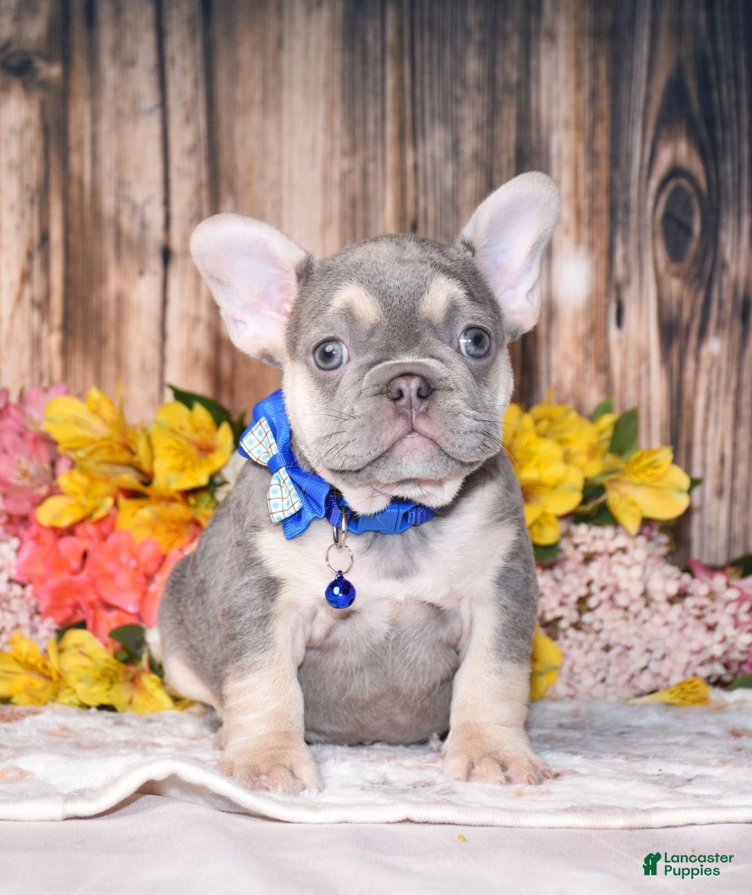 French Bulldog dogs for sale: French Bulldog 3 puppies - Image 11