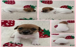 Jack Russell Terrier dogs for sale: Brandy - Image 3