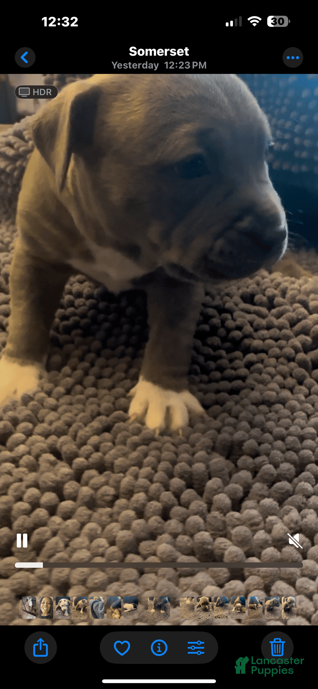 American Pit Bull Terrier dogs for sale: Jelly - Image 4