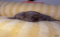 Shih Tzu dogs for sale: Bubbles - Image 5