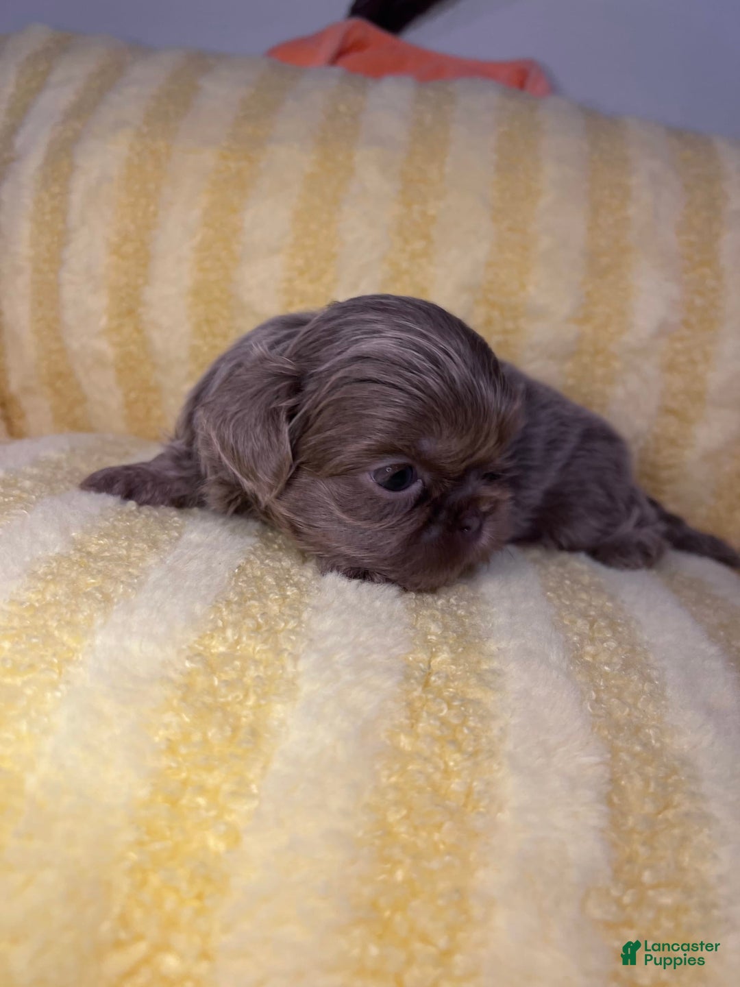 Shih Tzu dogs for sale: Bubbles - Image 5