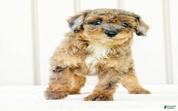 Miniature Poodle dogs for sale: Kylie - Image 3