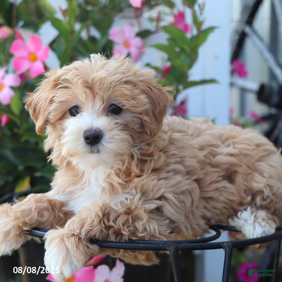 Maltipoo dogs for sale: Tina - Image 3