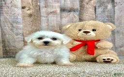 Bichon Frise dogs for sale: Biscuit - Image 1