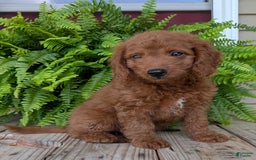 Mini Goldendoodle dogs for sale: Mini -coner - Image 58