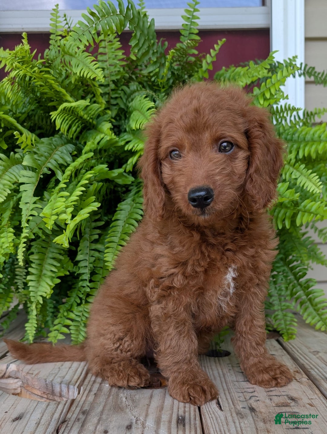 Mini Goldendoodle dogs for sale: Mini -coner - Image 58