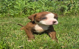 American Bulldog dogs for sale: Miss Honey - Image 18