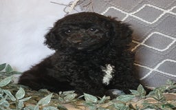 Cockapoo dogs for sale: Winston - Image 4