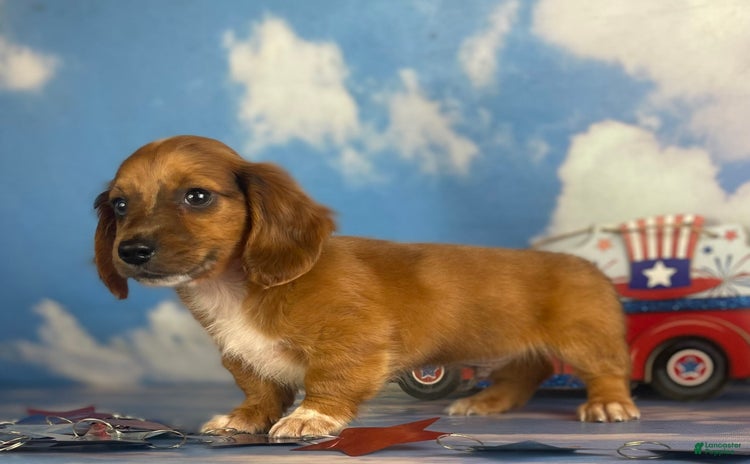 Miniature Dachshund dogs for sale - Ad 2