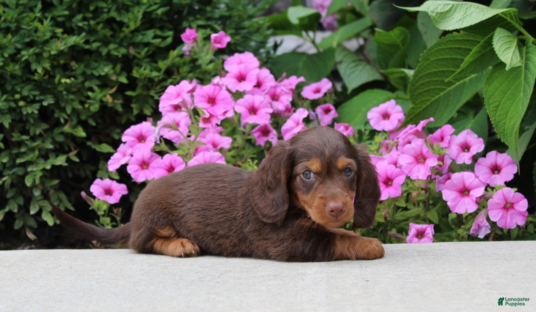 Dachshund dogs for sale: Princess - Image 20
