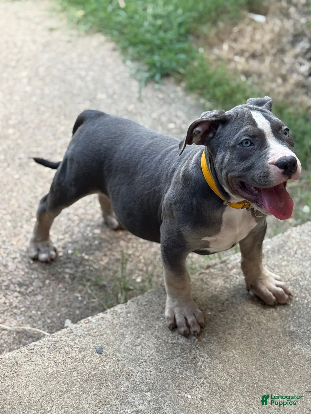 American Bully dogs for sale: Willow - Image 1