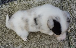 Border Collie dogs for sale: Riley - Image 1