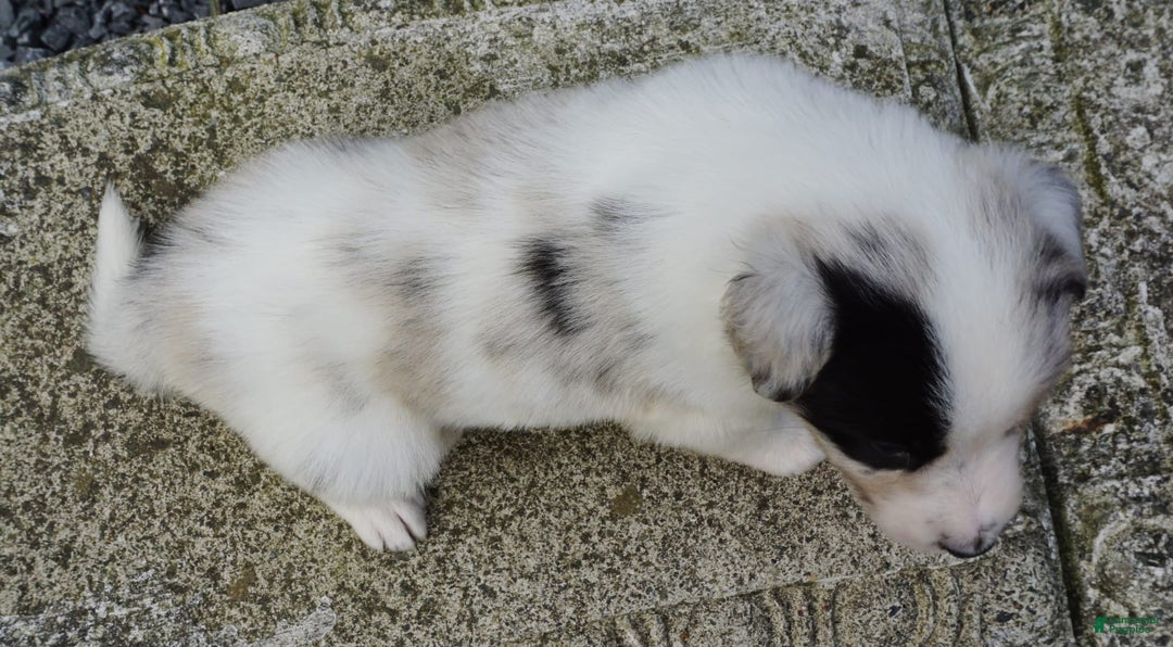 Border Collie dogs for sale: Riley - Image 1