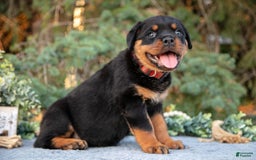 Rottweiler dogs for sale: Katelyn - Image 3