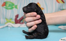 Toy Poodle dogs for sale: Jimmy - Image 8