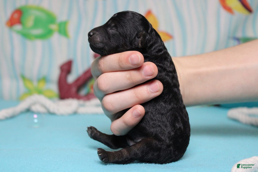 Toy Poodle dogs for sale: Jimmy - Image 8