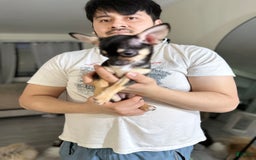 Chihuahua dogs for sale: max - Image 3