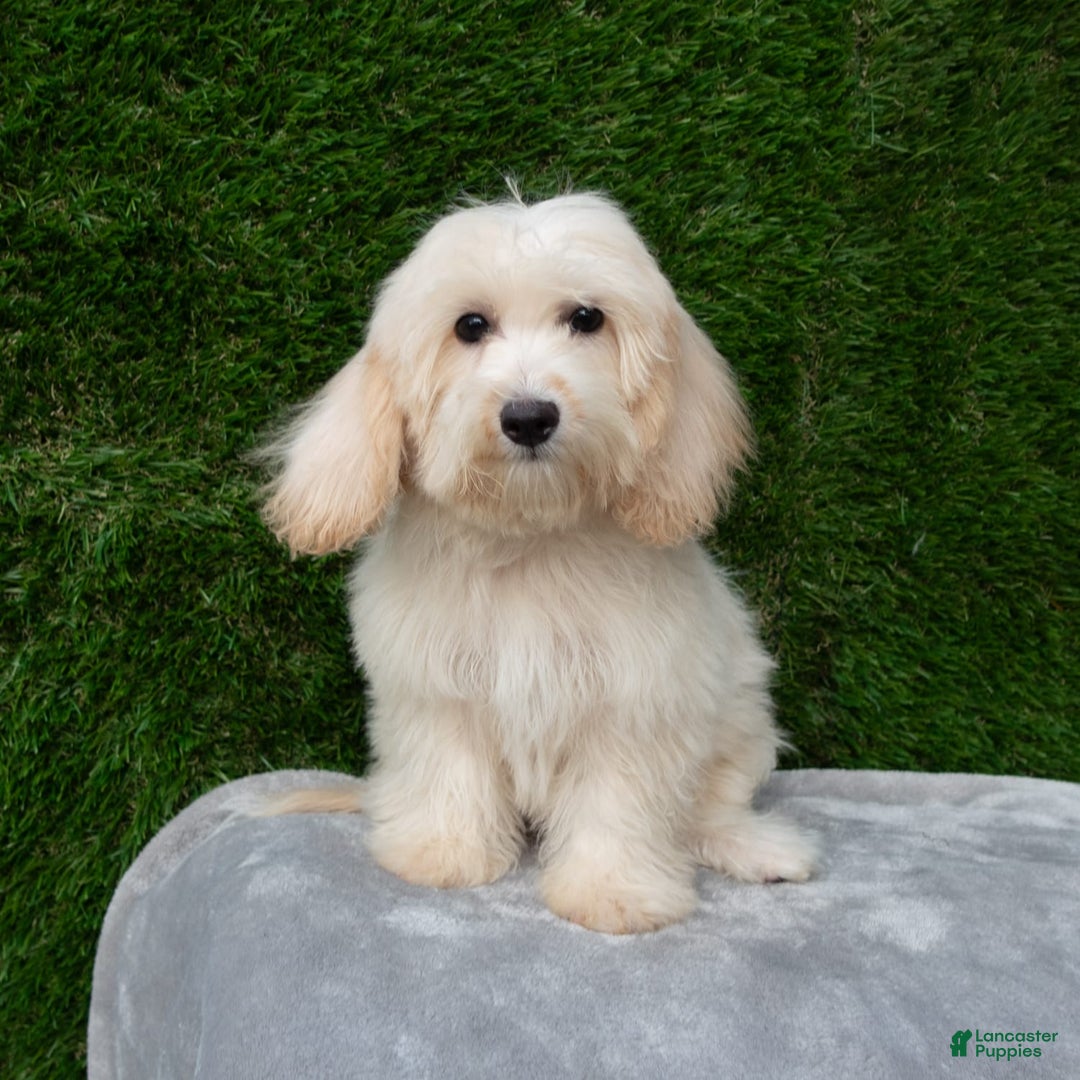 Maltipoo dogs for sale: Rebecca - Image 13