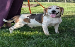 Beagle dogs for sale: Penny - Image 14
