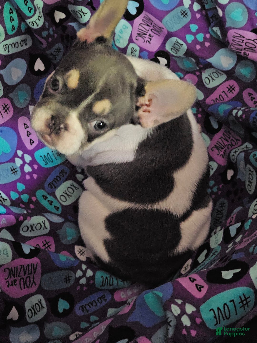 French Bulldog dogs for sale: Luna - Image 5