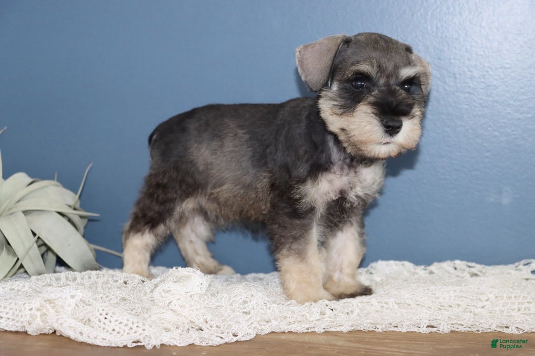 Miniature Schnauzer dogs for sale: Alivia - Image 2