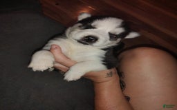 Siberian Husky dogs for sale: Mary - Image 3