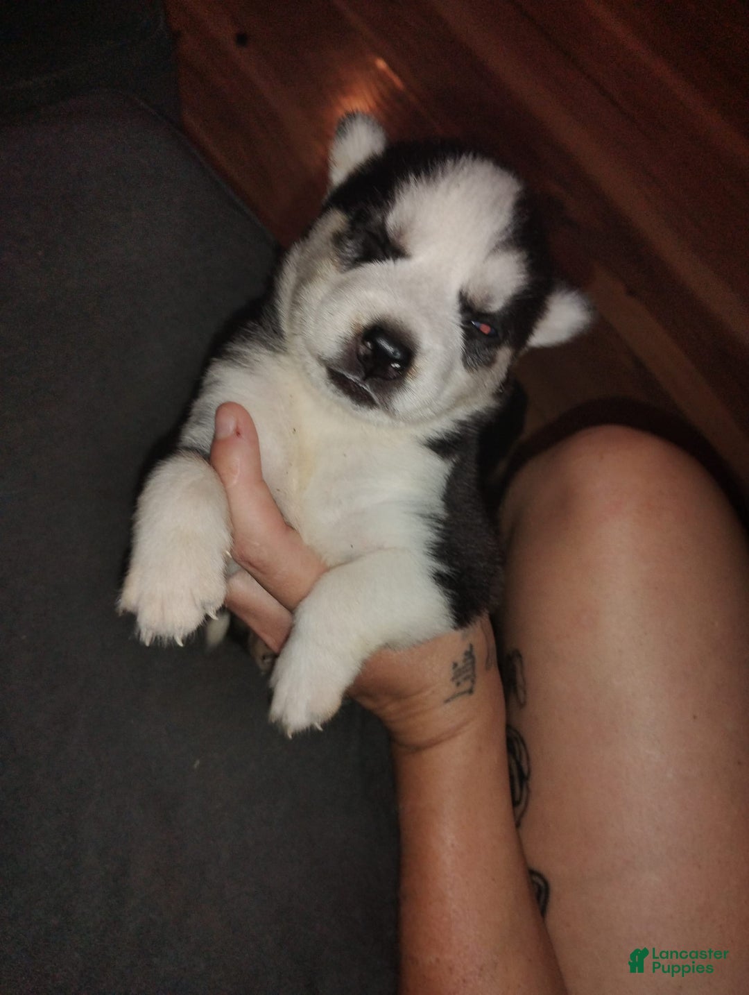 Siberian Husky dogs for sale: Mary - Image 3