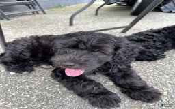 Portuguese Water Dog dogs for sale: Anubis - Image 5