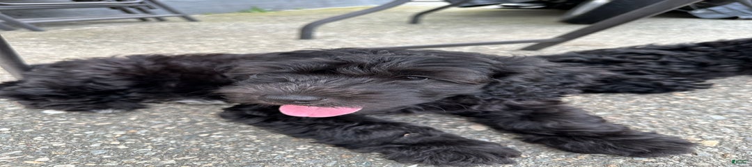Anubis