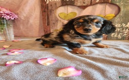 Miniature Dachshund dogs for sale: Hailey - Image 2
