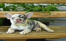 French Bulldog dogs for sale: Wiggles - Image 3