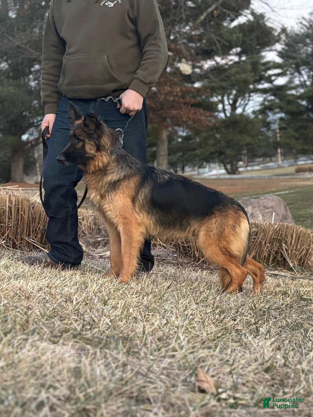 German Shepherd dogs for sale: Purple - Image 6