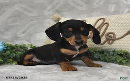 Miniature Dachshund dogs for sale: Konner - Image 2